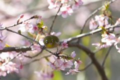 こちらもようやく春ショット