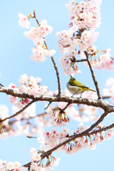 ほぉら はぁるさきこぉべにぃ