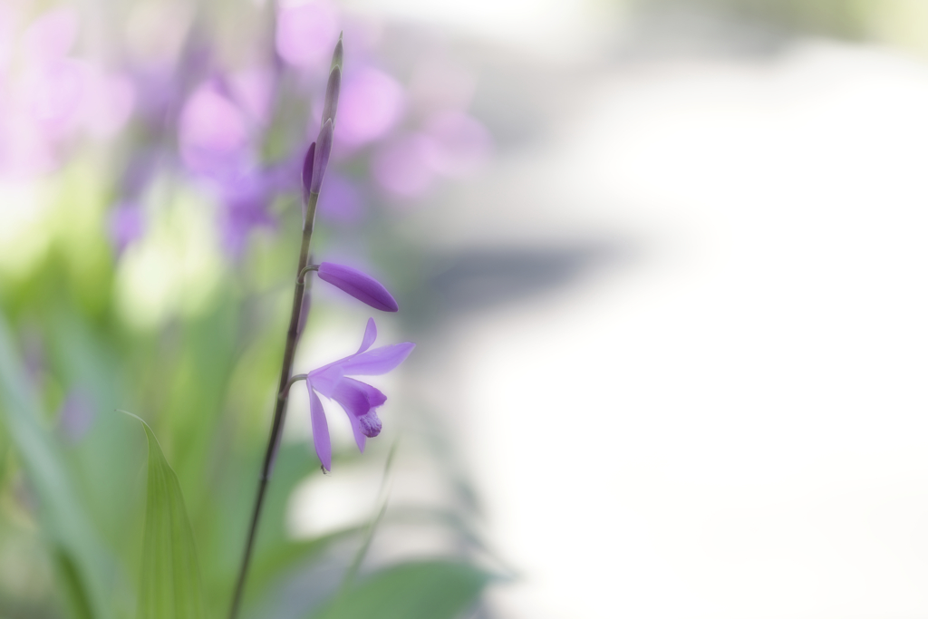 ゆめうつつ