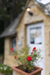 紅い薔薇の咲くお店