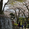 雨のお花見