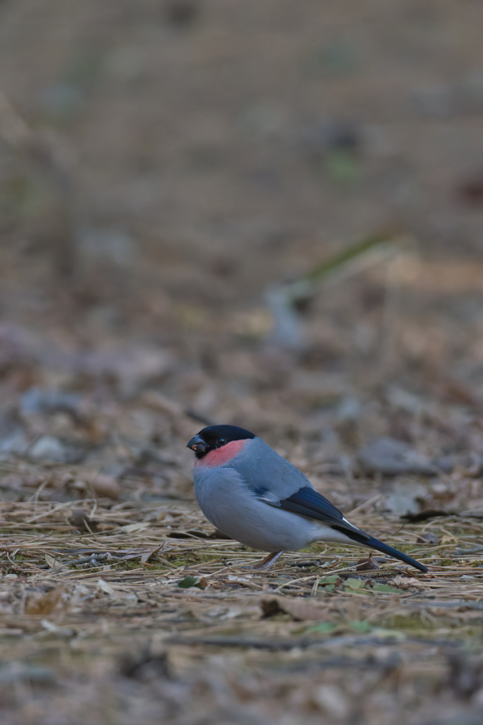 ひさしぶりに匍匐りました