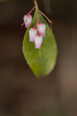 山野草+雨＋ストロボ