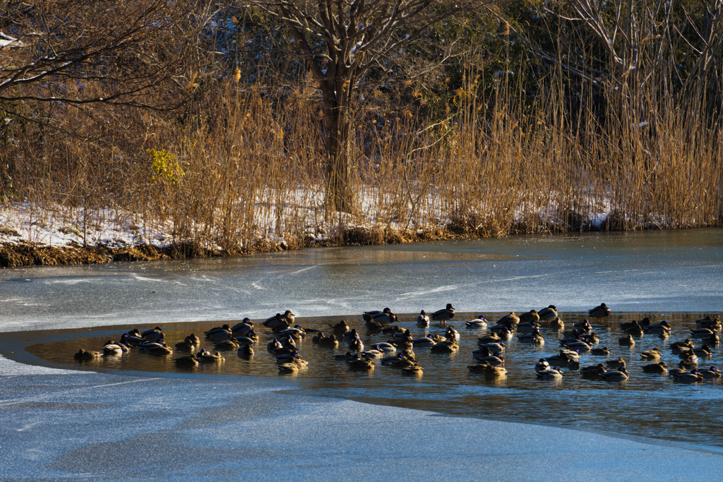 あーん 寒いよ 狭いよぉ