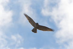 ロックオンされました