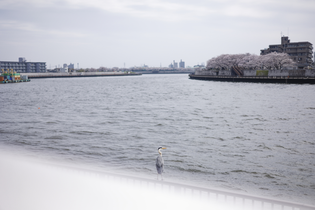 対岸桜