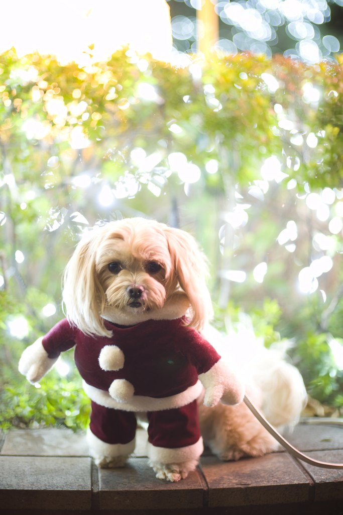昨日かわいいサンタさんに逢いました