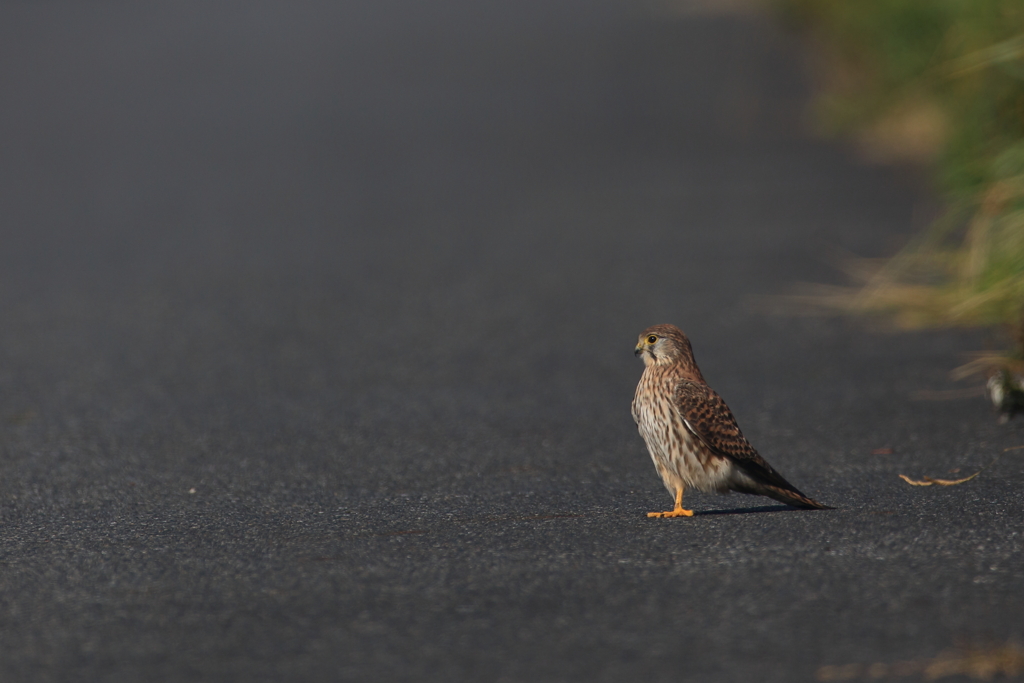 よちよちって感じ？