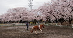 桜咲き 馬走る