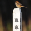江戸っ娘
