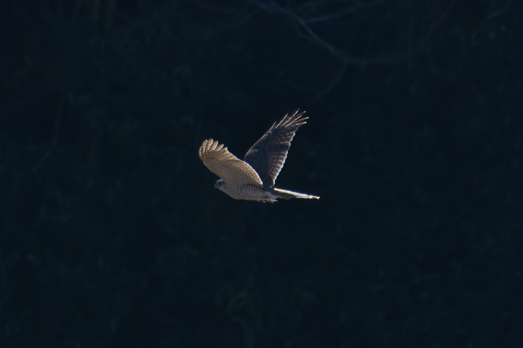 蒼鷹はオオタカとして生きる