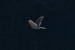 蒼鷹はオオタカとして生きる