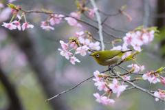 小雨降る日は撮り日和り