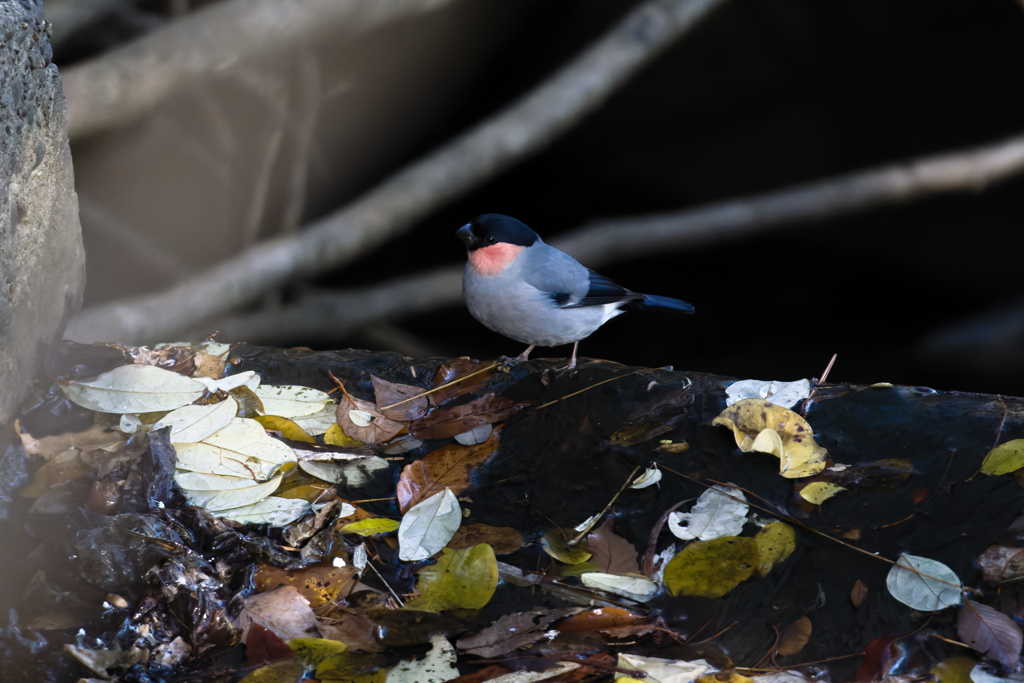 今日はうそぶく子に逢えました