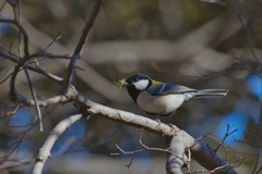 シジュウカラ語