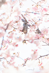 余は満足ぢゃ