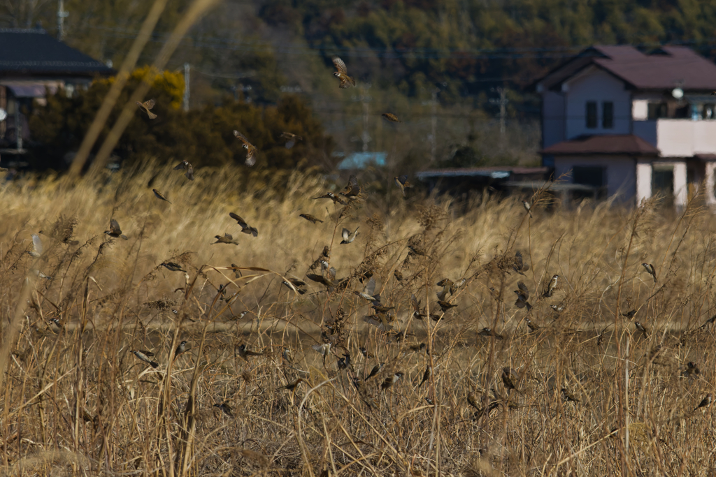 今日日、街からスズメの姿が見られなくなったとお嘆きの諸兄に