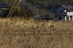 今日日、街からスズメの姿が見られなくなったとお嘆きの諸兄に