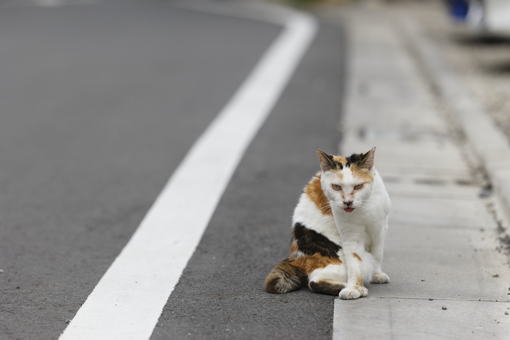 nikumaruのファン