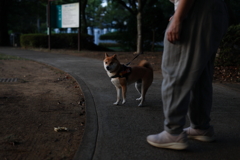 ようやく初わんこ