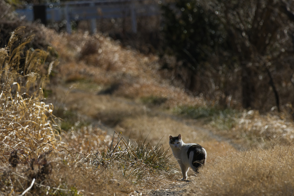 久しぶりにヌコさまに逢った