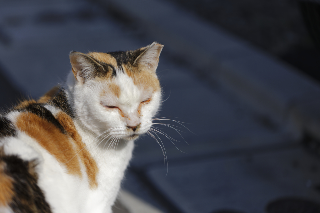 ご近所さん