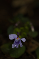 山野草+雨＋ストロボ