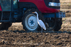 トラクターファン