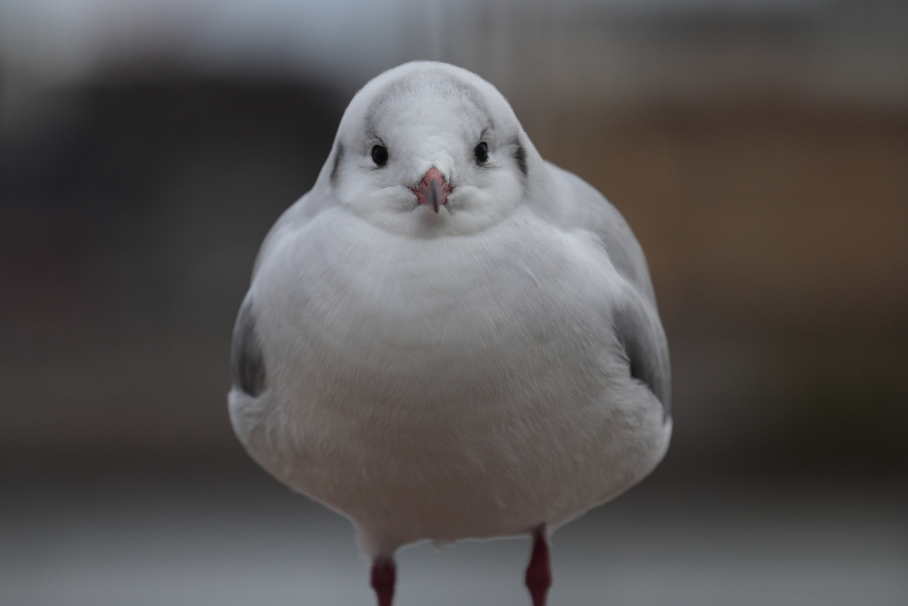 開放正面にらめっこ