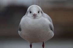 開放正面にらめっこ