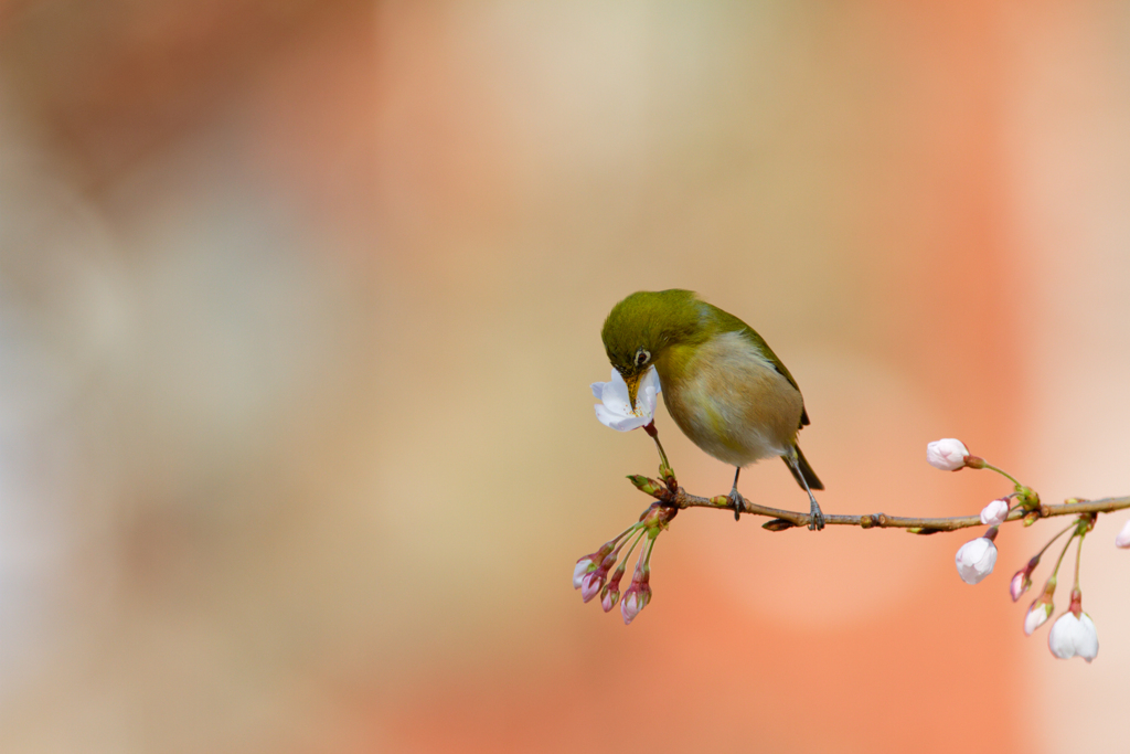 Cherry Kiss