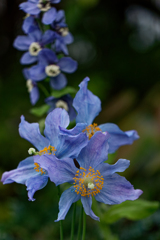 これが　あの花