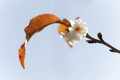 紅葉桜