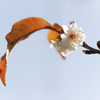 紅葉桜