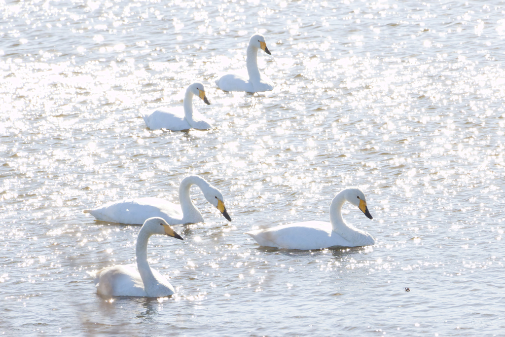 かたや遠路はるばるおいでやす組