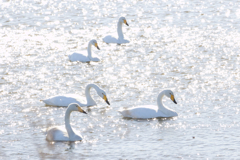 かたや遠路はるばるおいでやす組