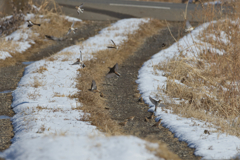 雪が降ると苦労するのは鳥も同じ