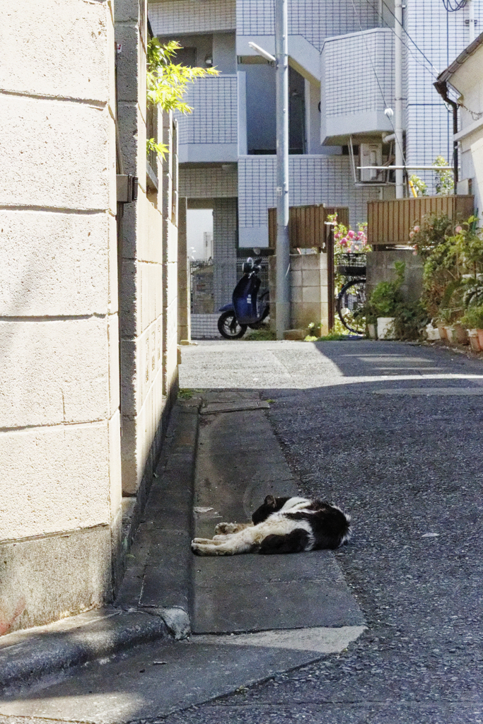 ねーこは　ひかげで　ながくなるぅ