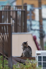 屋上にゃんこ