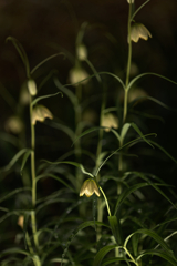 コロボックルのランプ