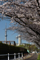 桜散歩路