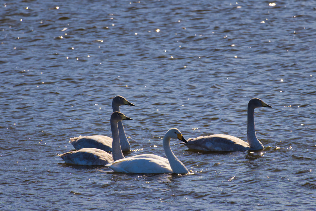 この子たちは真っ白になって帰っていくのかなぁ