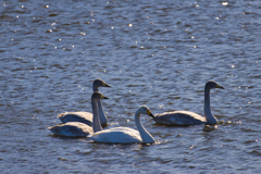 この子たちは真っ白になって帰っていくのかなぁ