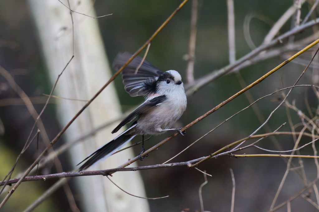 ちょっとバレエ踊ってみた