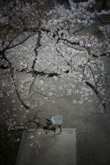 たまには見おろして