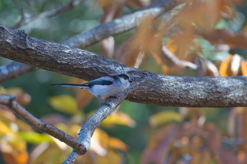 お願いですからじっとしてて