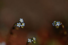 秘密の花園