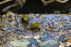 二人でトバすぜぃ