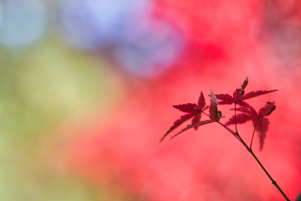 紅と青と瑠璃色と