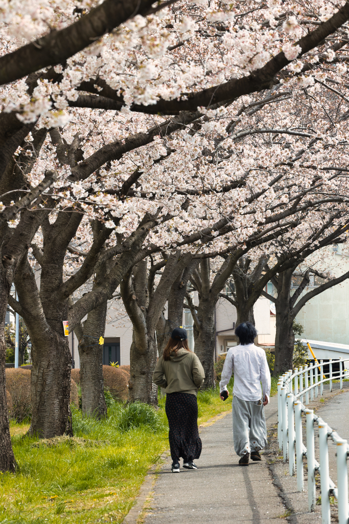 cherry walk